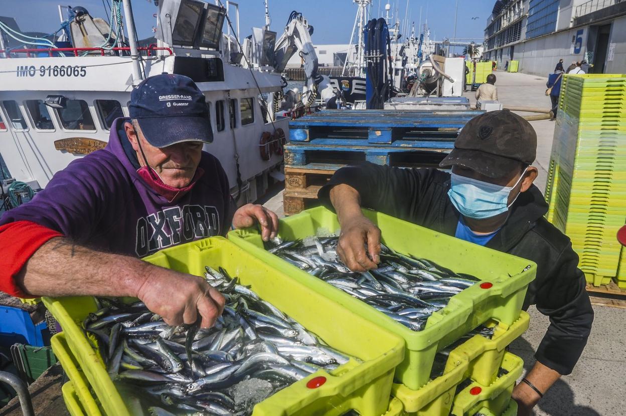 Dos marineros muestran los bocartes que subastaron a mediodía de ayer en la Cofradía de Santoña. 