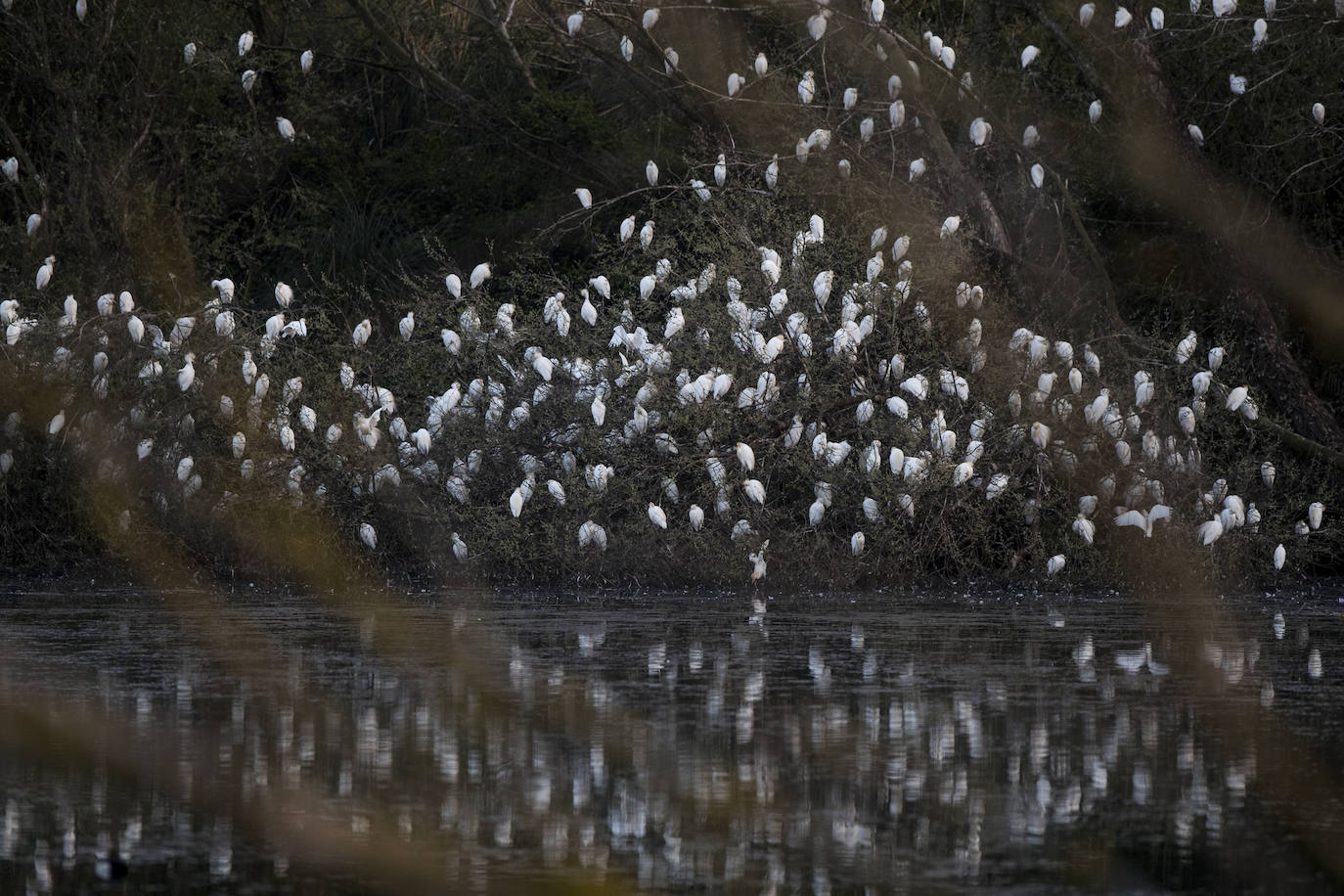 Fotos: Así de espectacular es el dormidero de La Remonta