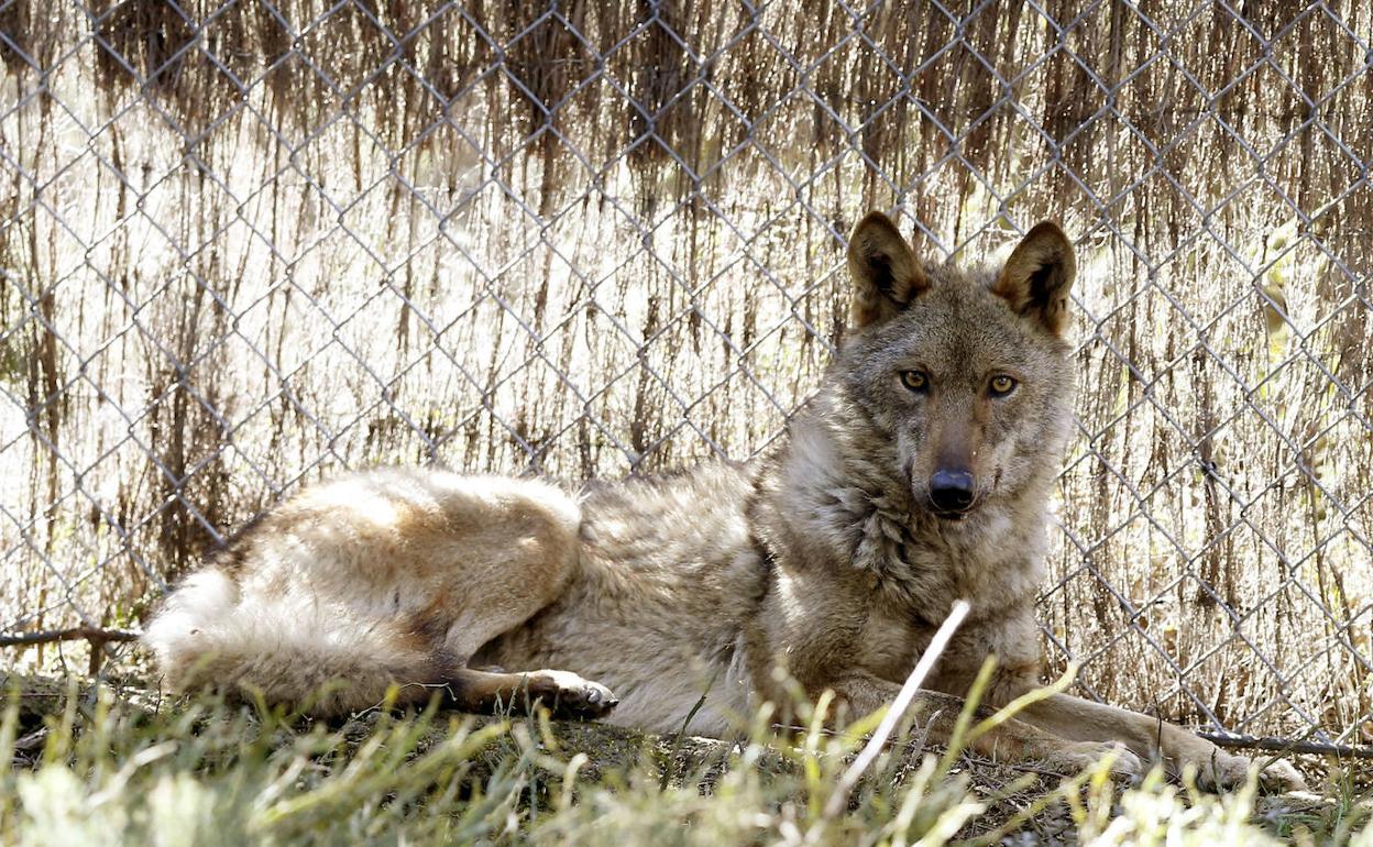 Cs y el PP cargan contra el PSOE por el respaldo de Casares a la protección del lobo