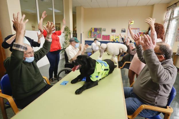 El grupo de seis residentes del CAD de Cueto juega durante la sesión con los tres perros del Centro Canino Besaya, ayer. 