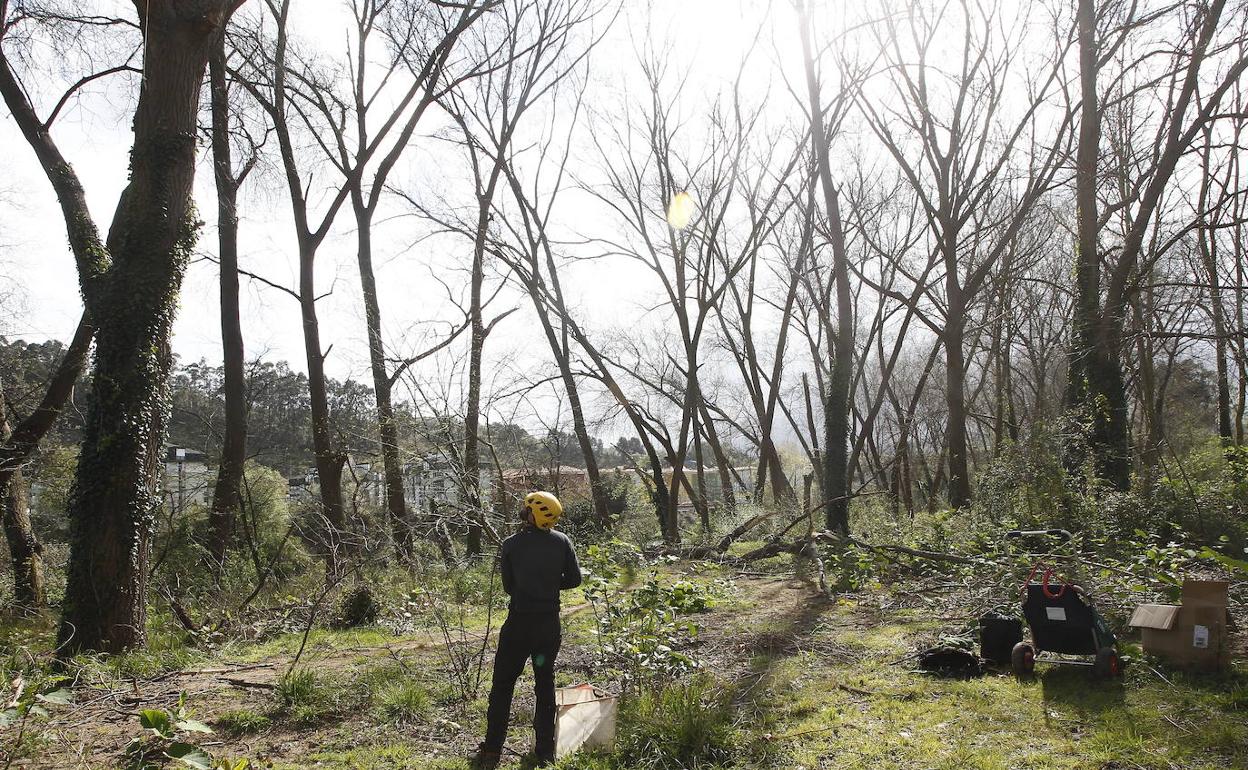 Poda en altura de los árboles dañados, muertos o peligrosos en el Patatal.