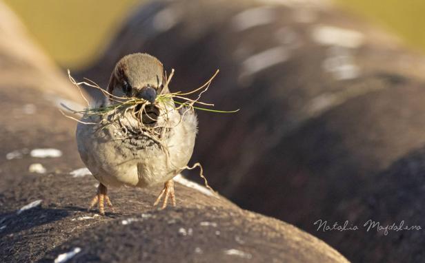 Imagen. Gorrión macho cogiendo hierbas para hacer un nido.