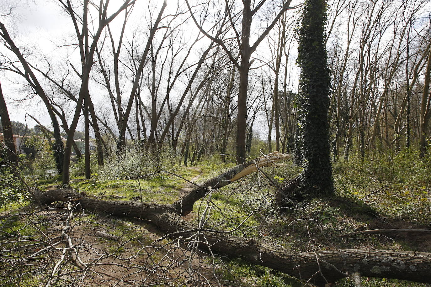 Poda en altura de los árboles dañados, muertos o peligrosos en el Patatal.