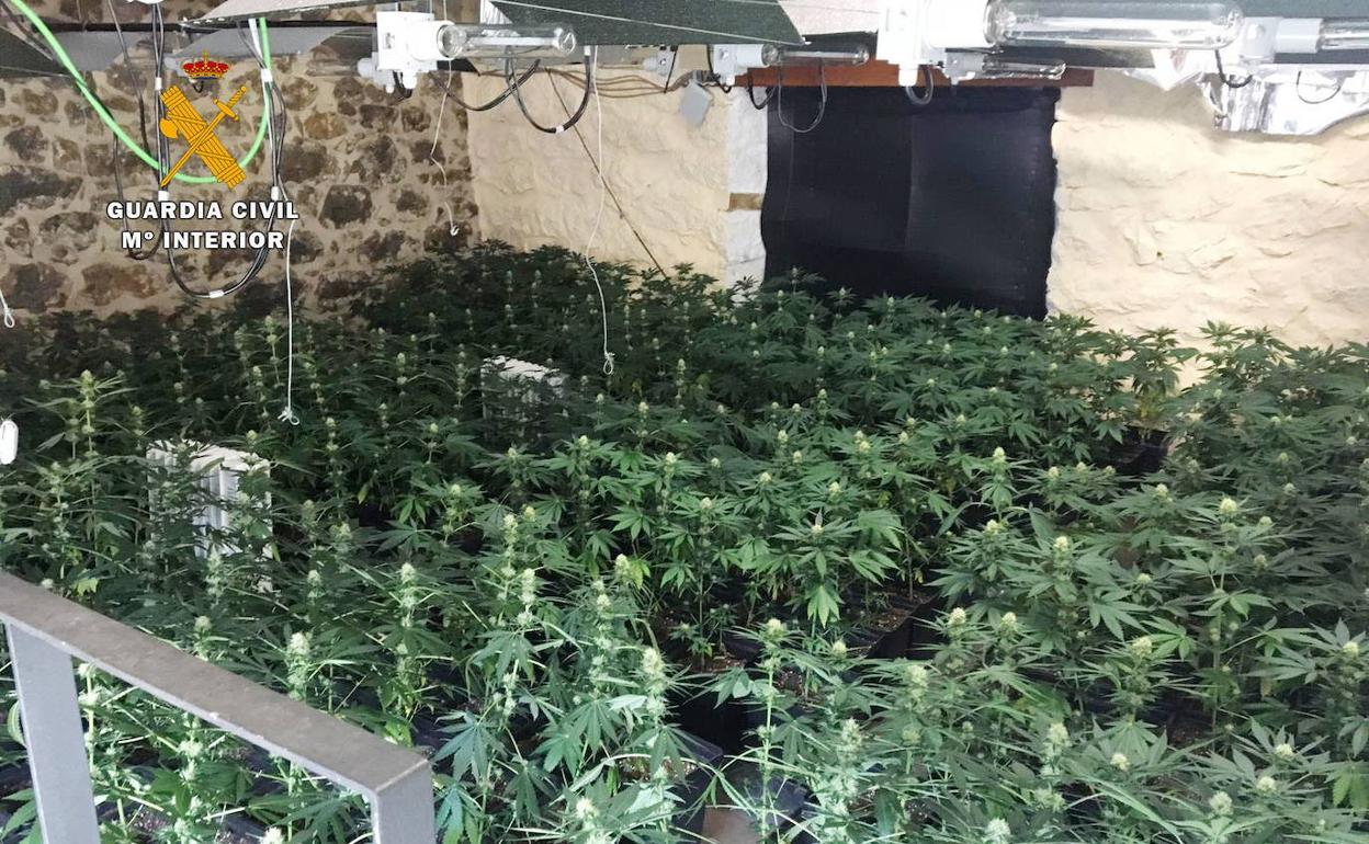 Imagen de una plantación de marihuana.