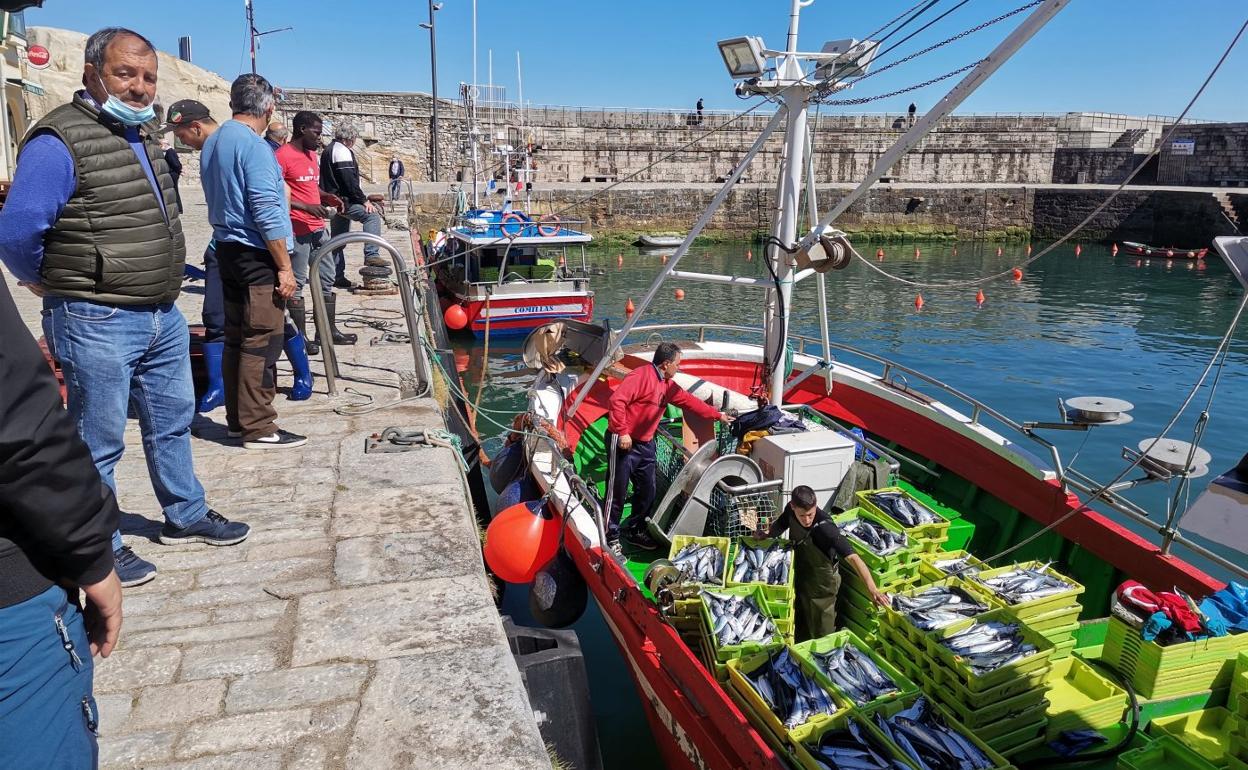 El presidente de la cofradía, Luis Moro, arriba a puerto con varios kilos de caballa.