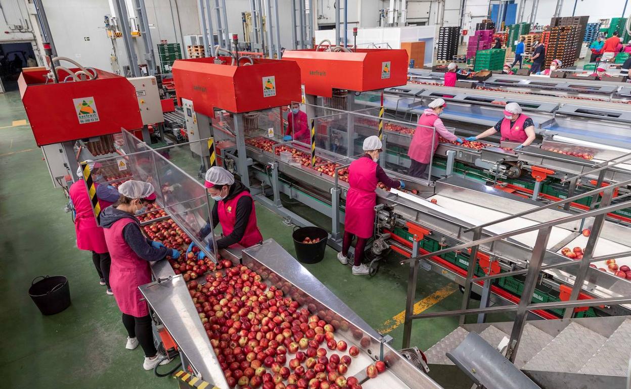 Varias trabajadoras de una fábrica de Murcia envasan fruta para la exportación.