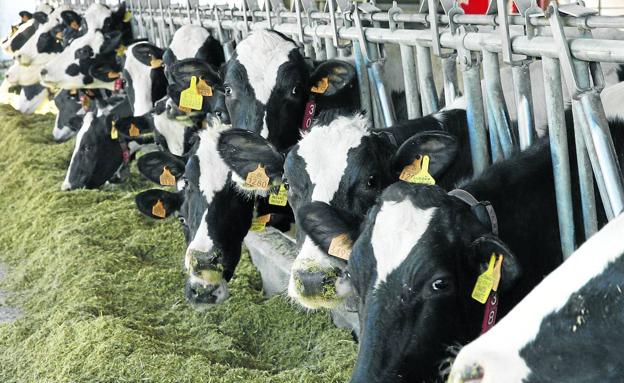 Vacas de leche de la Granja Cudaña, en Valdáliga. 