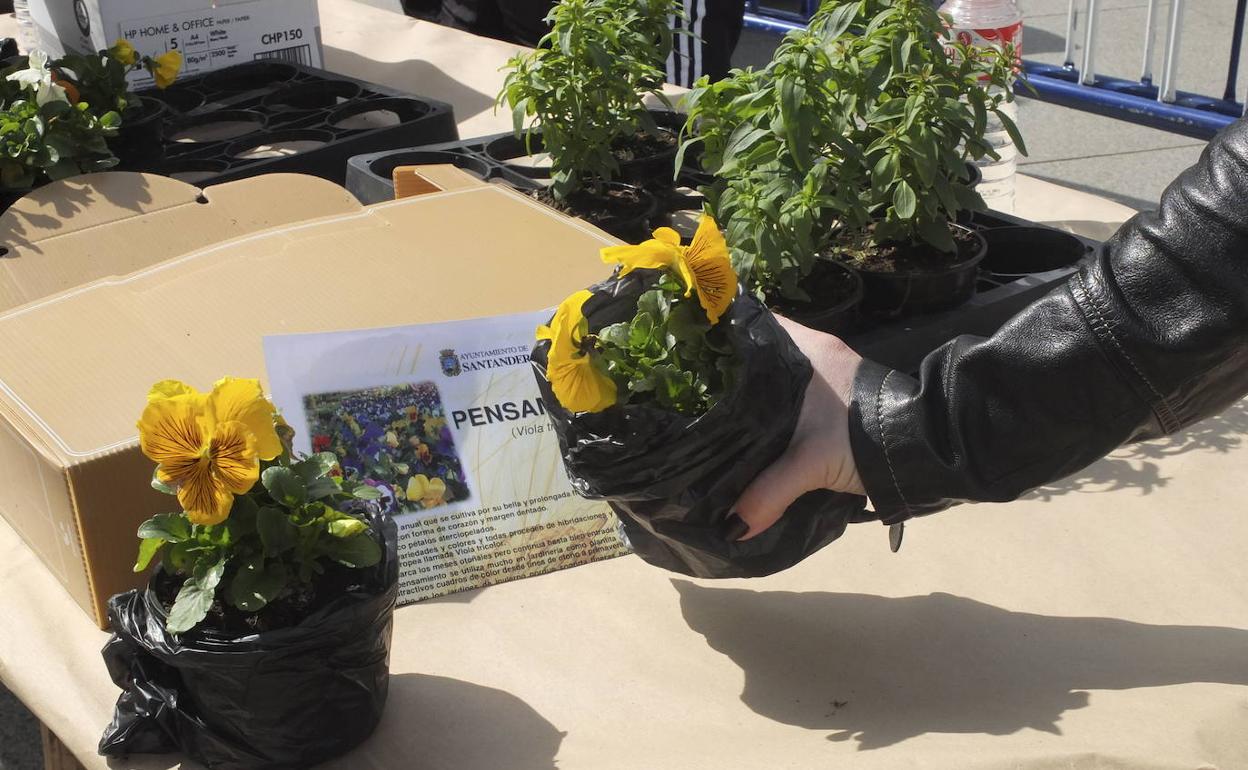 Los vendedores de plantas están cansados de que los ayuntamientos las regalen a los vecinos