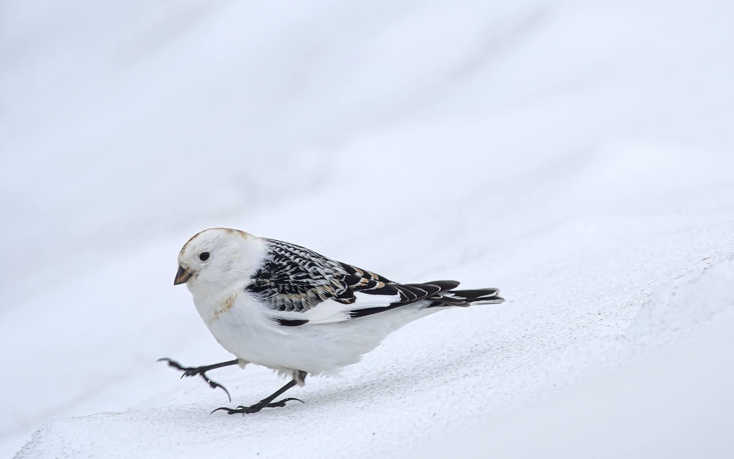 Fotos: Las impresionantes imágenes de naturaleza extrema en la isla de Svalbard