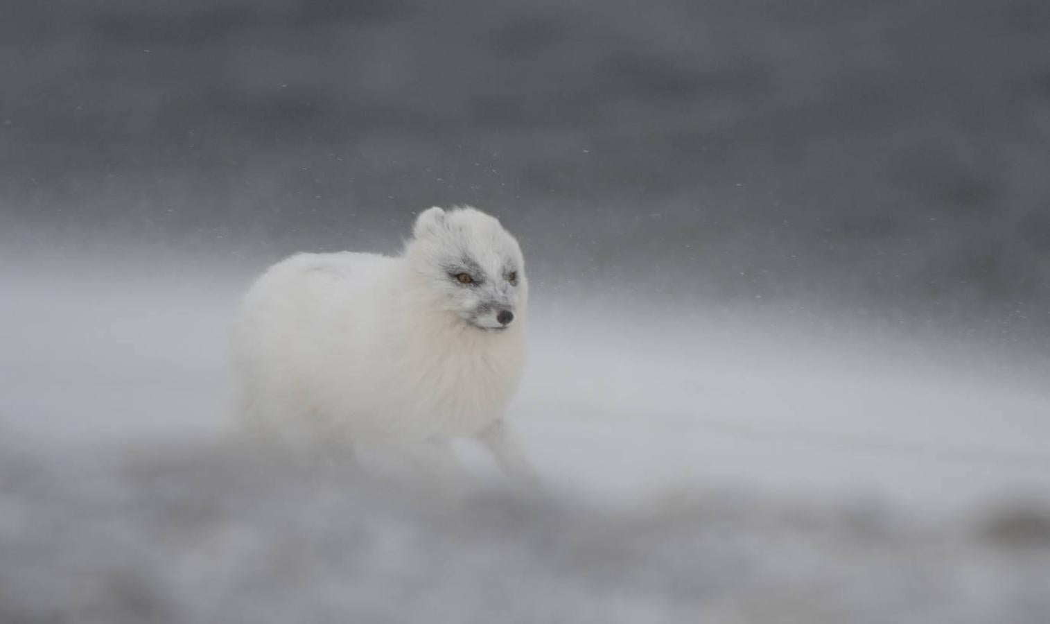 Fotos: Las impresionantes imágenes de naturaleza extrema en la isla de Svalbard