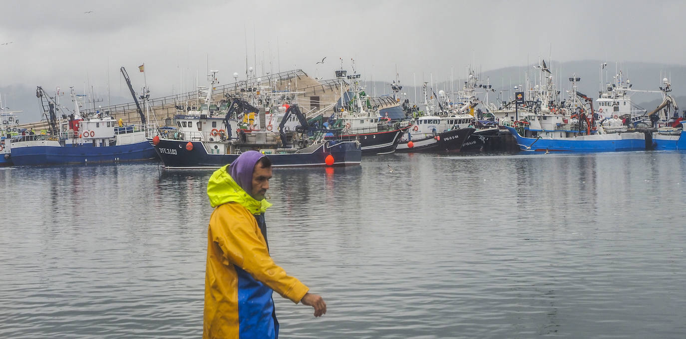 Fotos: Santoña subasta más de medio millón de kilos de bocarte, el récord de la costera