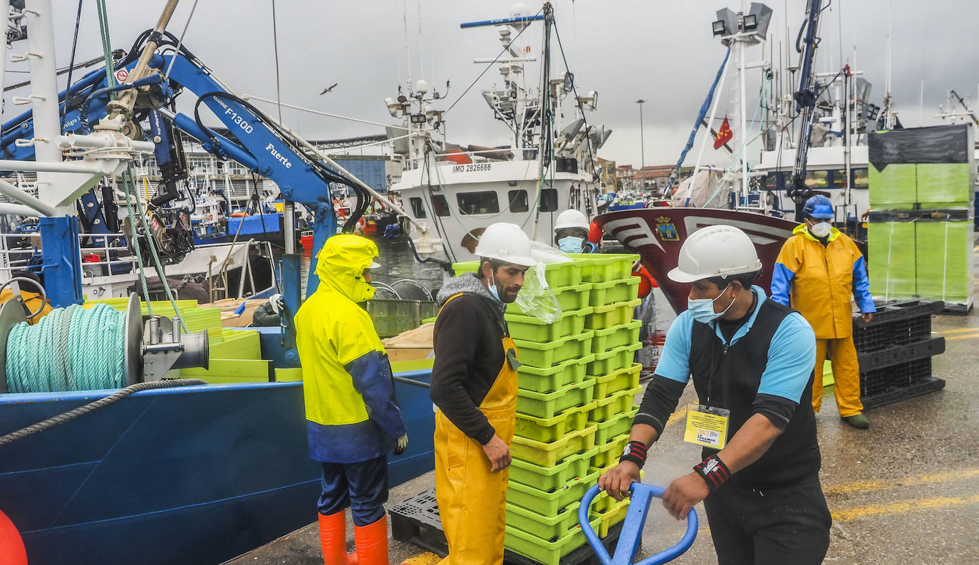 Fotos: Santoña subasta más de medio millón de kilos de bocarte, el récord de la costera