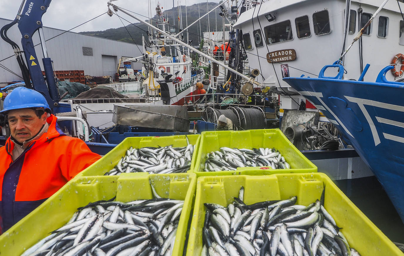 Fotos: Santoña subasta más de medio millón de kilos de bocarte, el récord de la costera