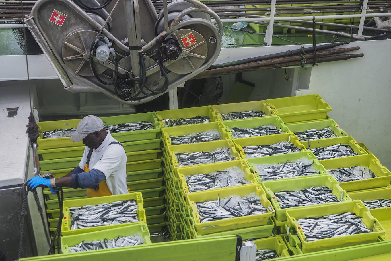 Fotos: Santoña subasta más de medio millón de kilos de bocarte, el récord de la costera