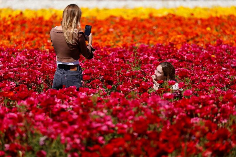 Fotos: Un campo de flores de cuento