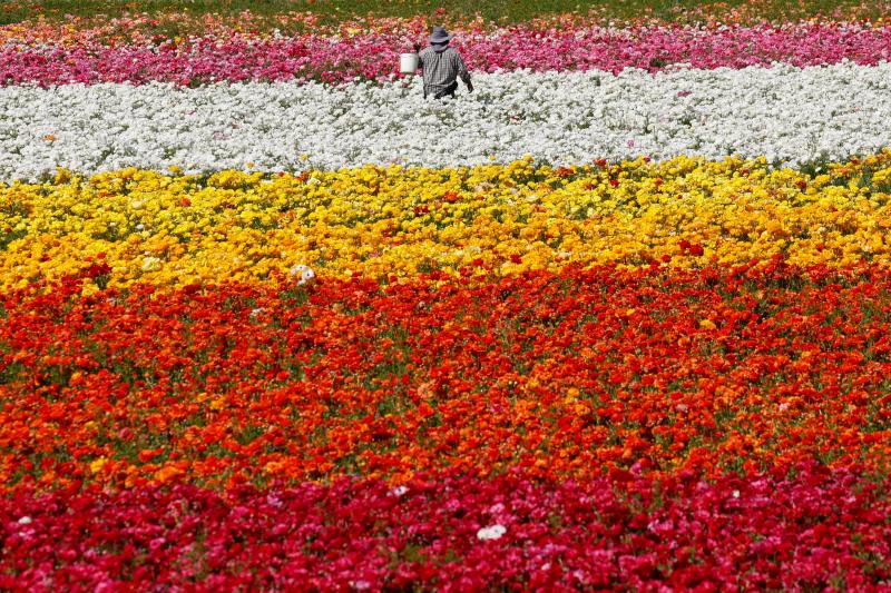 Fotos: Un campo de flores de cuento