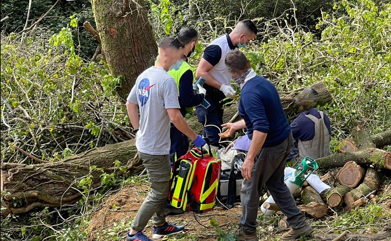 Herido un hombre de 63 años al caerle un árbol en una pierna en una pista forestal de Bareyo