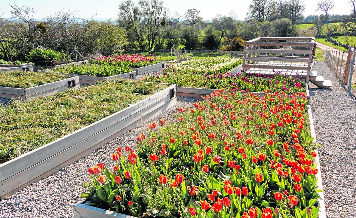 Entre las iniciativas más visuales del proyecto se encuentra la floración de los tulipanes ornamentales. 