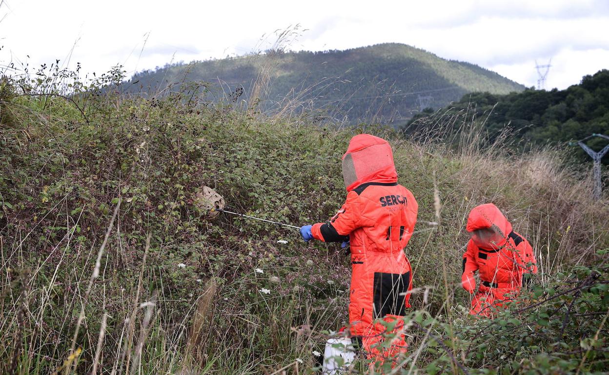 Cantabria ofrece a los ayuntamientos ayudas de hasta 5.000 euros para luchar contra la avispa asiática