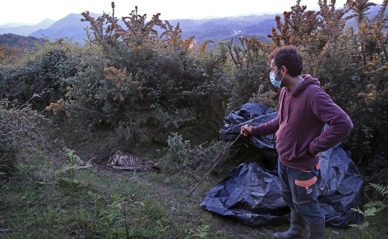 El PP urge a que Cantabria actúe judicialmente contra la inclusión del lobo en el listado de especies protegidas