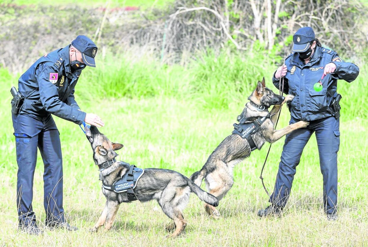 El subinspector Cotera, a la izquierda, con Uriel, y la agente Cifrián, con Nai, en un momento del entrenamiento diario. 