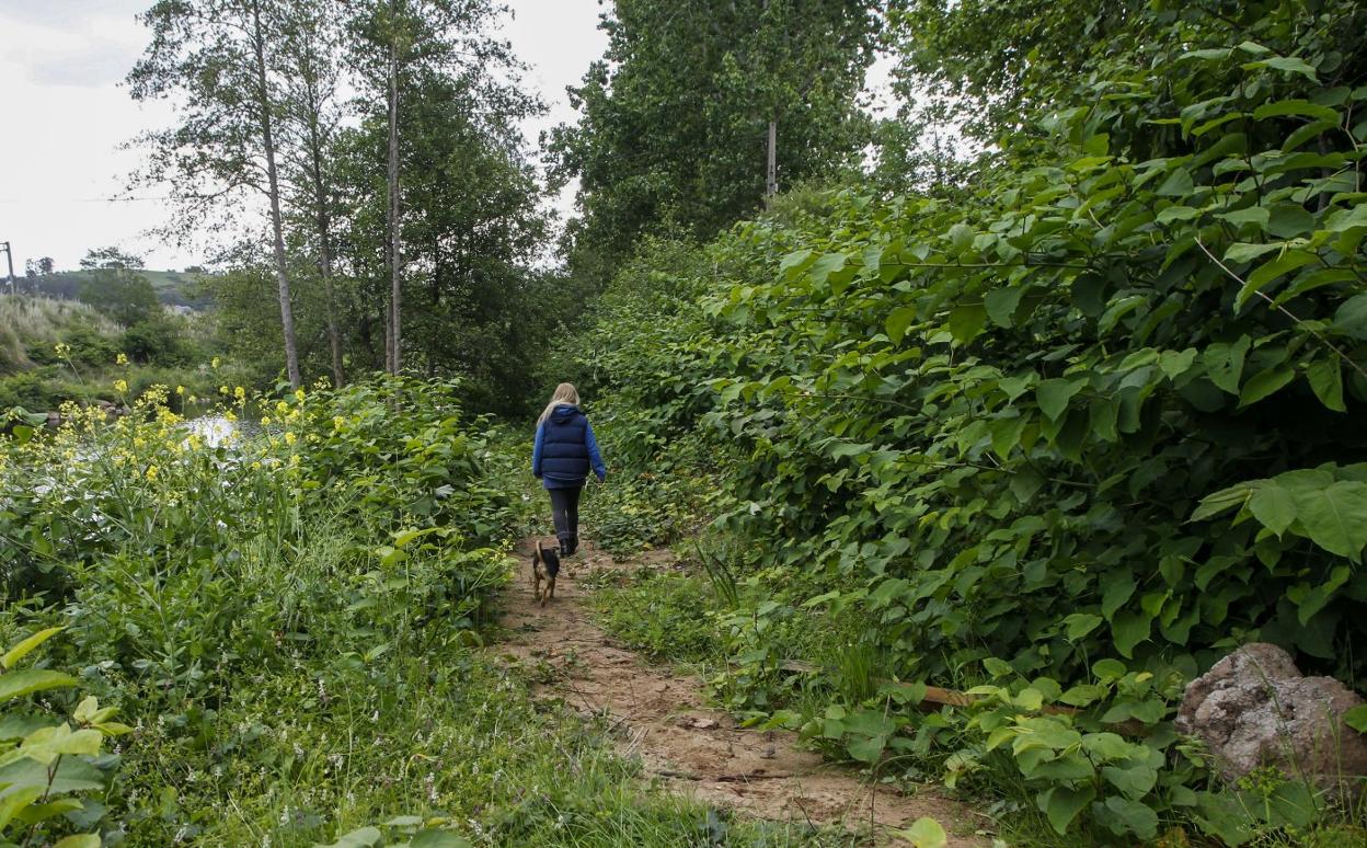 Una vecina pasea junto al río con su perro por un tramo en el que la vegetación aún se lo permite.