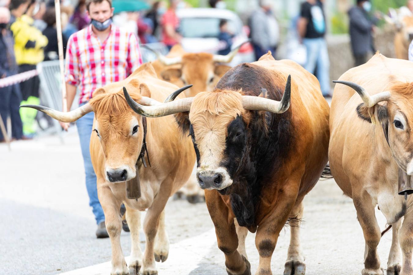 Fotos: Guriezo organizó una &#039;pasá&#039; por San Isidro