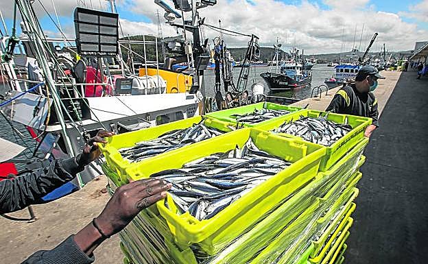 La costera se agota cuando salen los bocartes de mayor tamaño