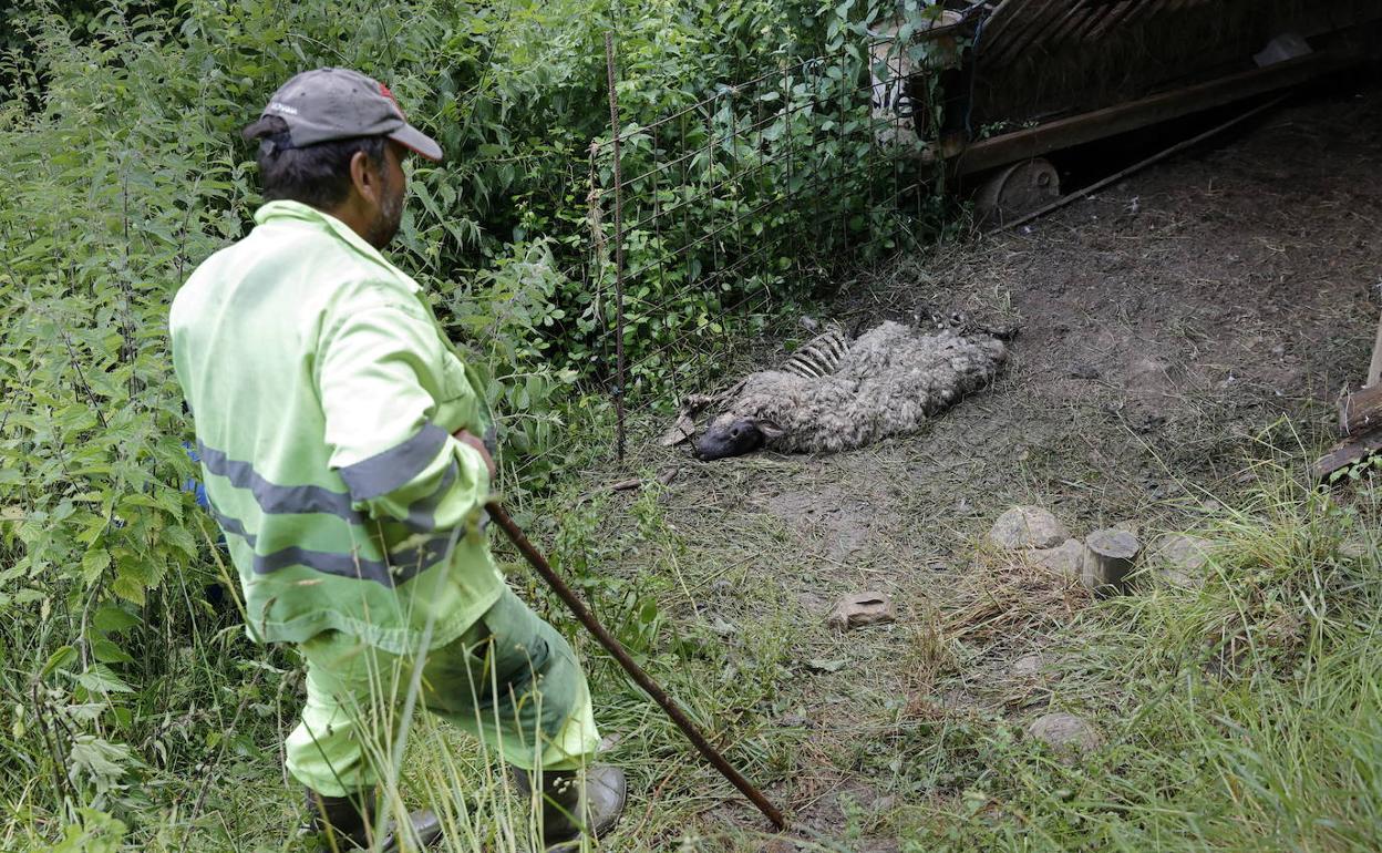 IU acusa a Blanco de «engañar a los ganaderos» con el lobo