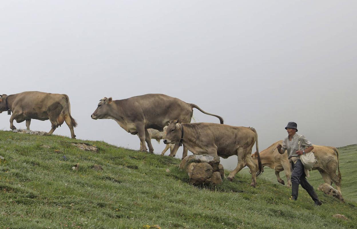 Un ganadero conduce las vacas entre la niebla en el puerto de Áliva. 