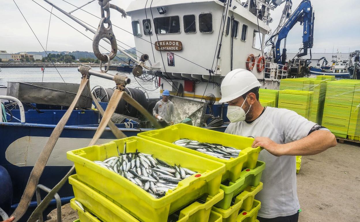Una embarcación descarga sus capturas, ayer, en Santoña, en el último día de la costera del bocarte. sane