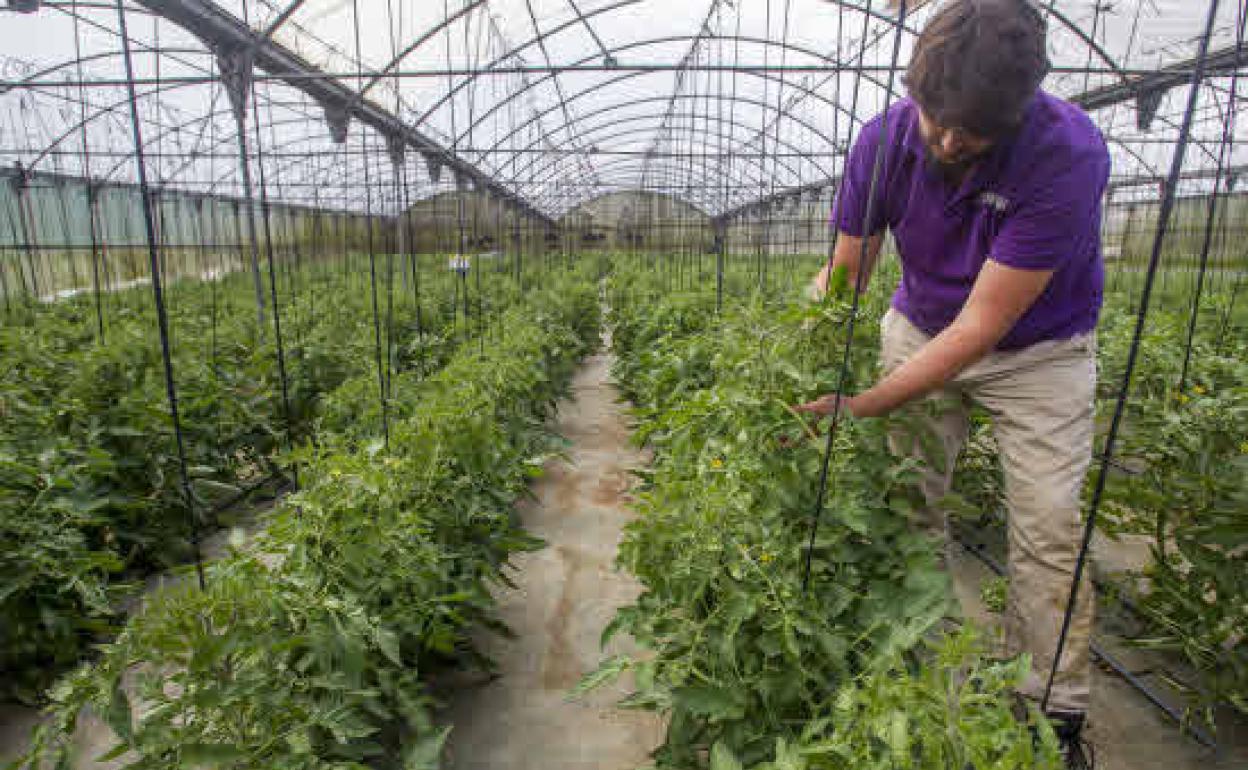 Cantabria destinará 7,6 millones a ayudas para jóvenes agricultores y mejora de las explotaciones