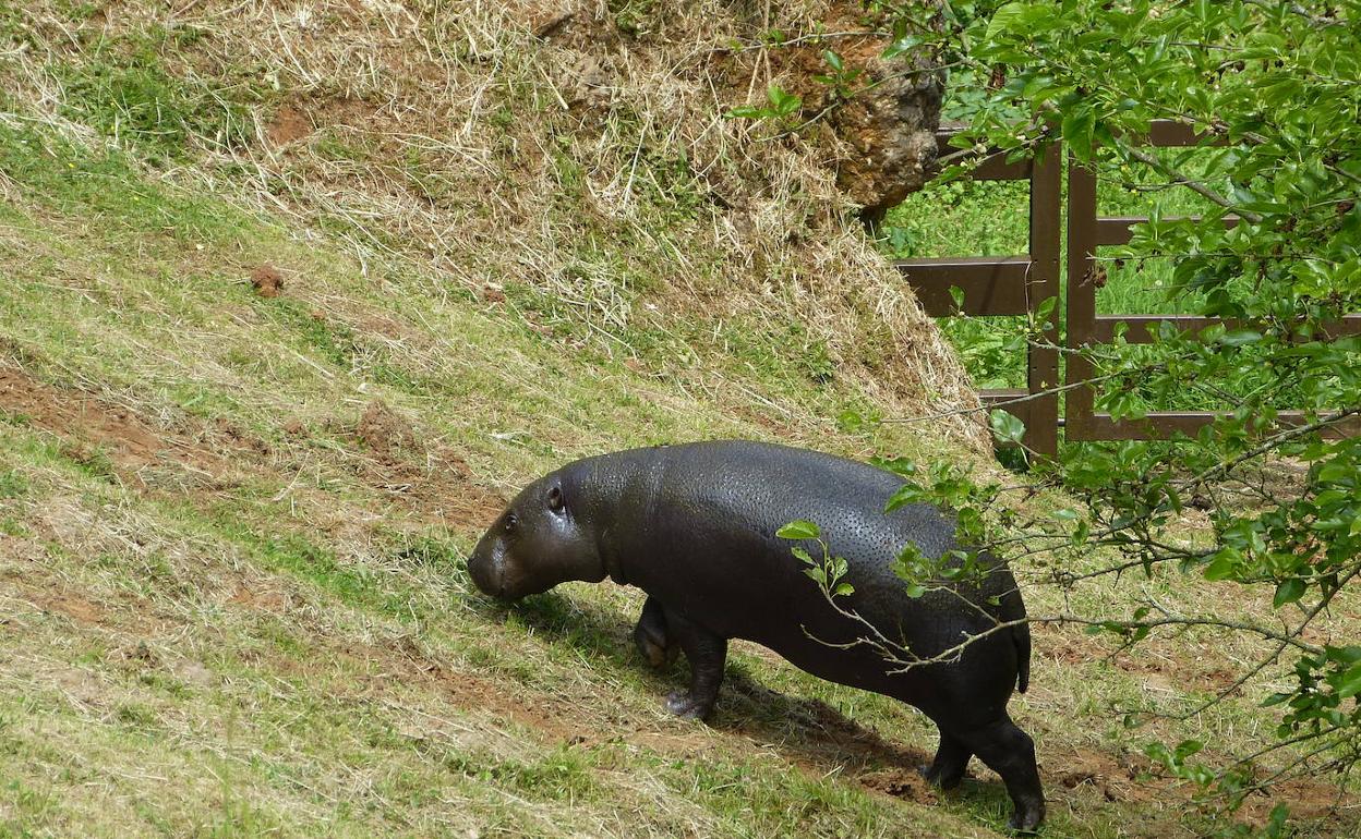 'Moyamba', a su llegada a Cabárceno. 