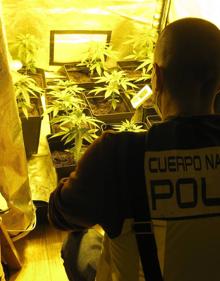 Imagen secundaria 2 - Desmantelada una plantación de marihuana en Tanos