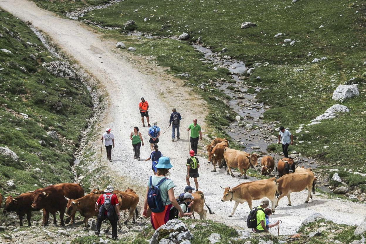 Un grupo de excursionistas camina por la pista de Áliva mientras unas vacas cruzan el camino. 