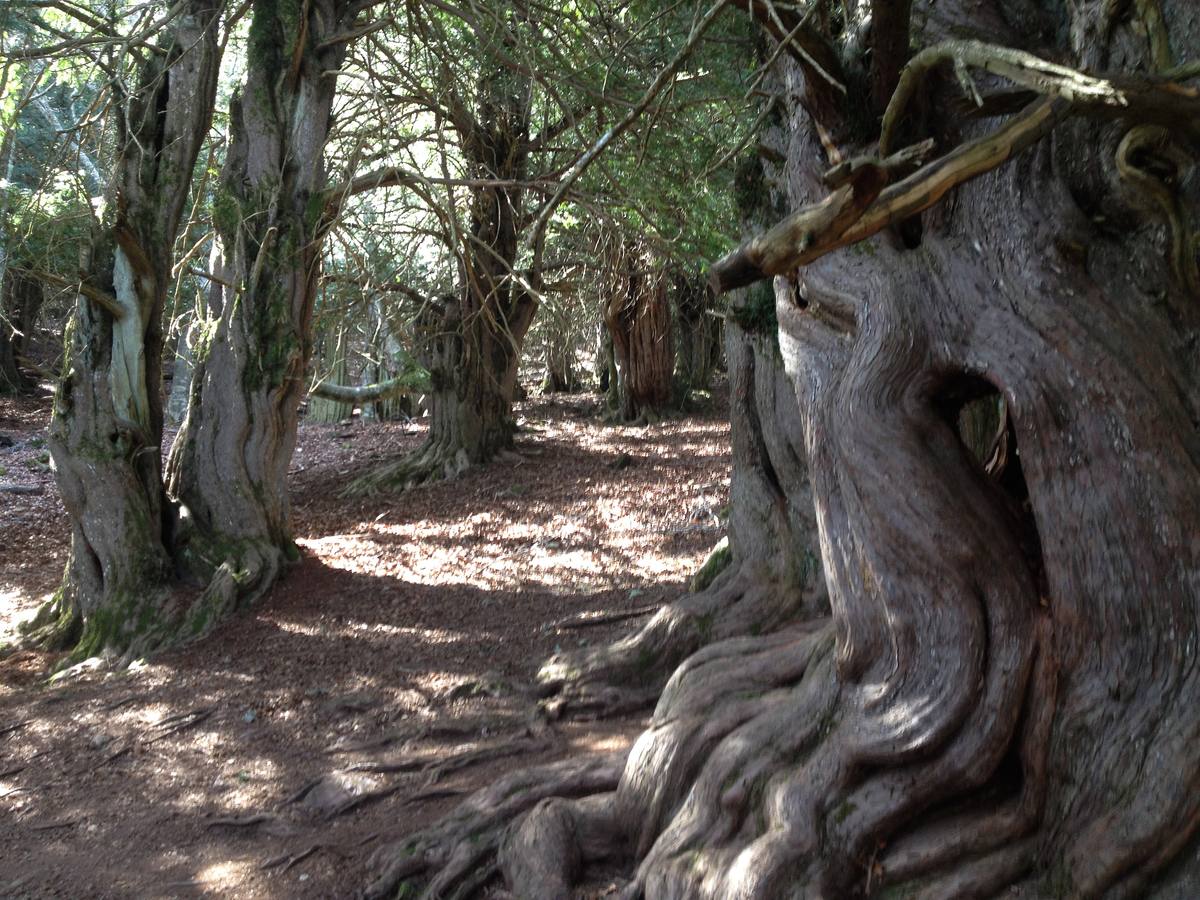 Fotos: Escapada a la Montaña Palentina: la magia de la Tejeda de Tosande