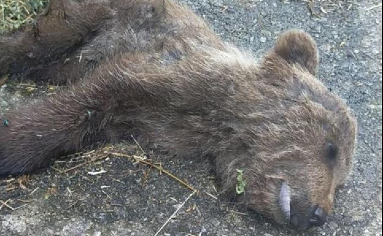 El osezno fue localizado en la pista de Las Tablizas, en la localidad de Moal, en Cangas del Narcea. / 