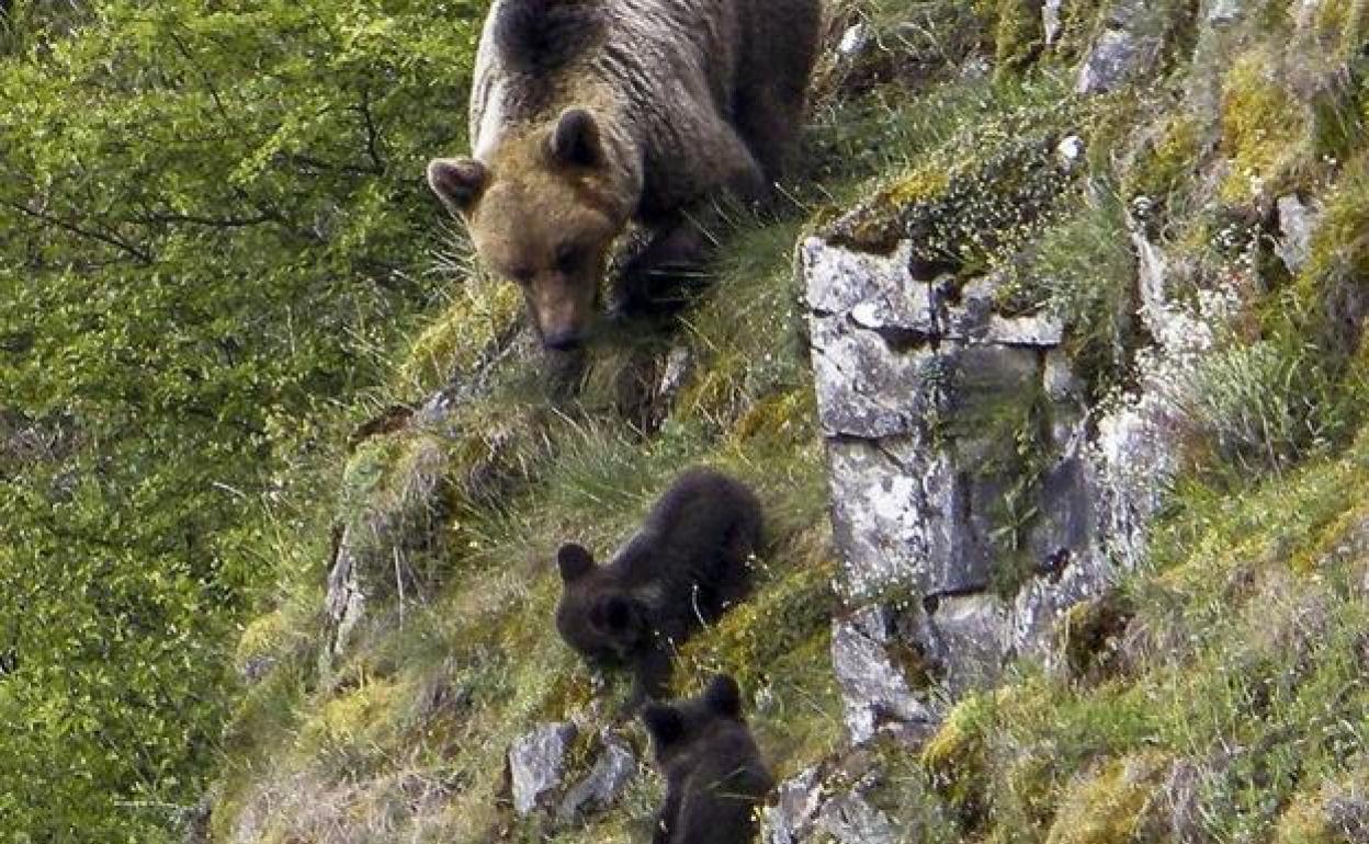 La Fundación Oso Pardo y Oso de Asturias se oponen a instalar eólicos en espacios naturales protegidos