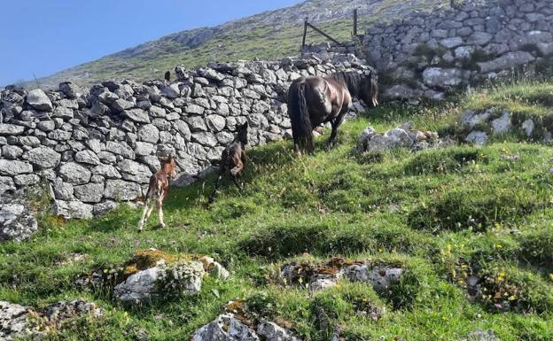 La yegua con los dos potros en la finca de El Dobrillo, cerca de Bejes.