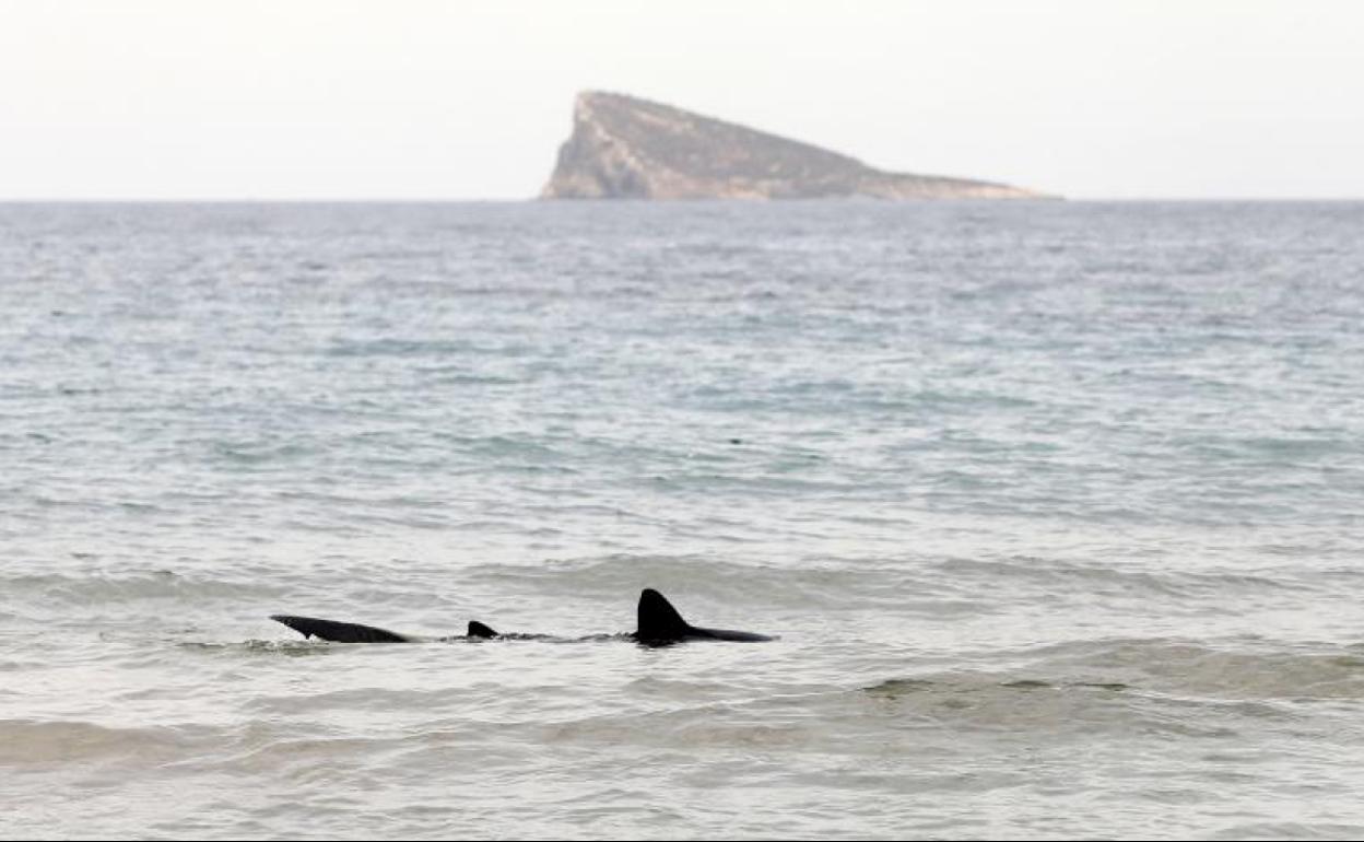 Imagen del escualo en la orilla de la playa. 