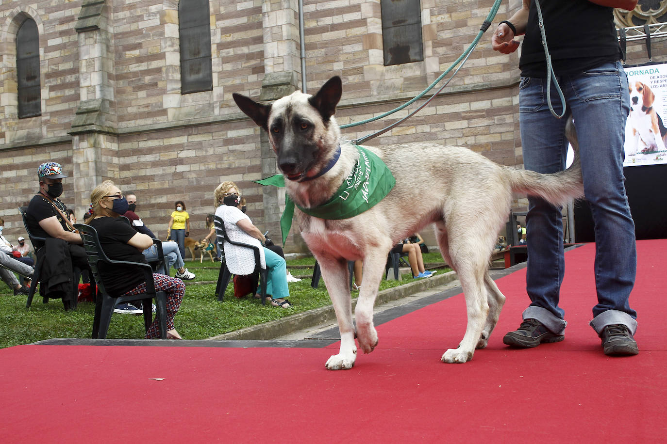 Fotos: Los perros, bendecidos por La Patrona