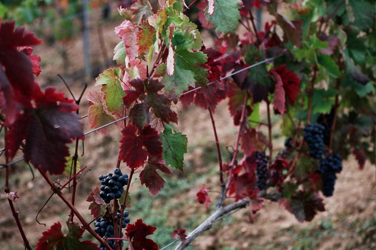 Junto al orujo o la miel, la comarca se caracteriza también por sus vinos. sane