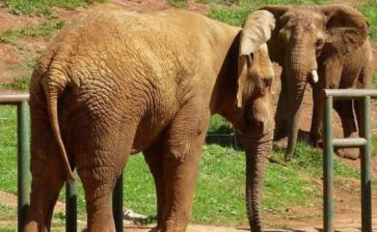 Cabárceno cede un elefante africano a un parque de Países Bajos para que se reproduzca