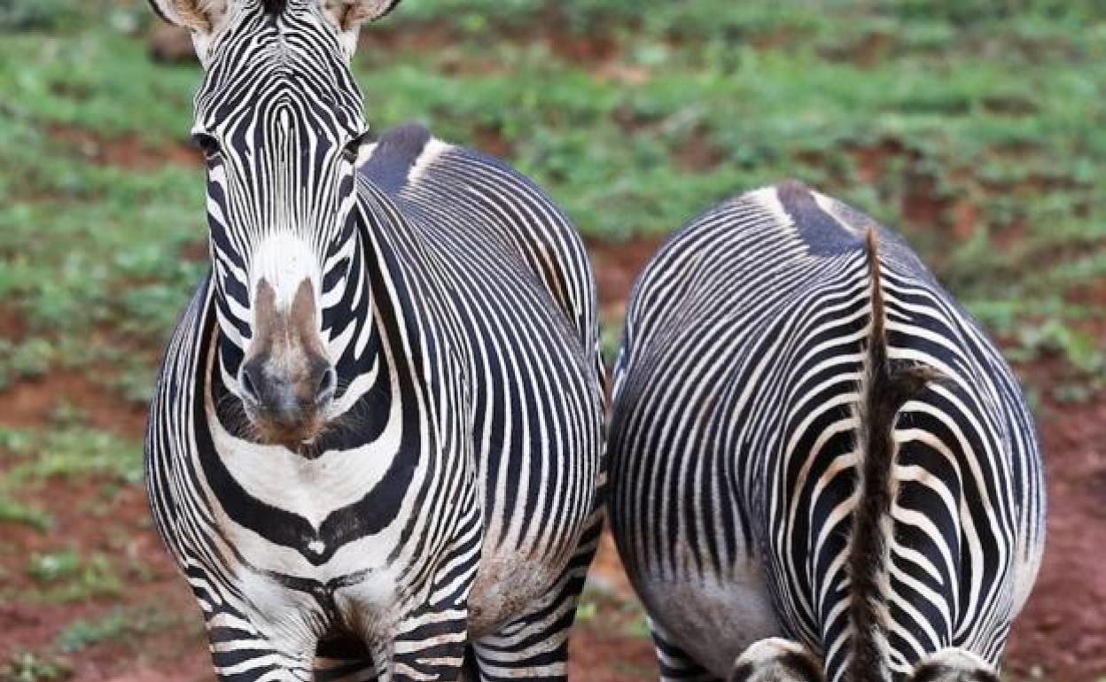 Dos ejemplares de cebras Grevy en el Parque de la Naturaleza