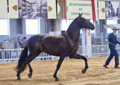 Imagen secundaria 1 - Arriba, el potro Repolón, que ganó en su categoría. Debajo, un niño contempla a los ejemplares.