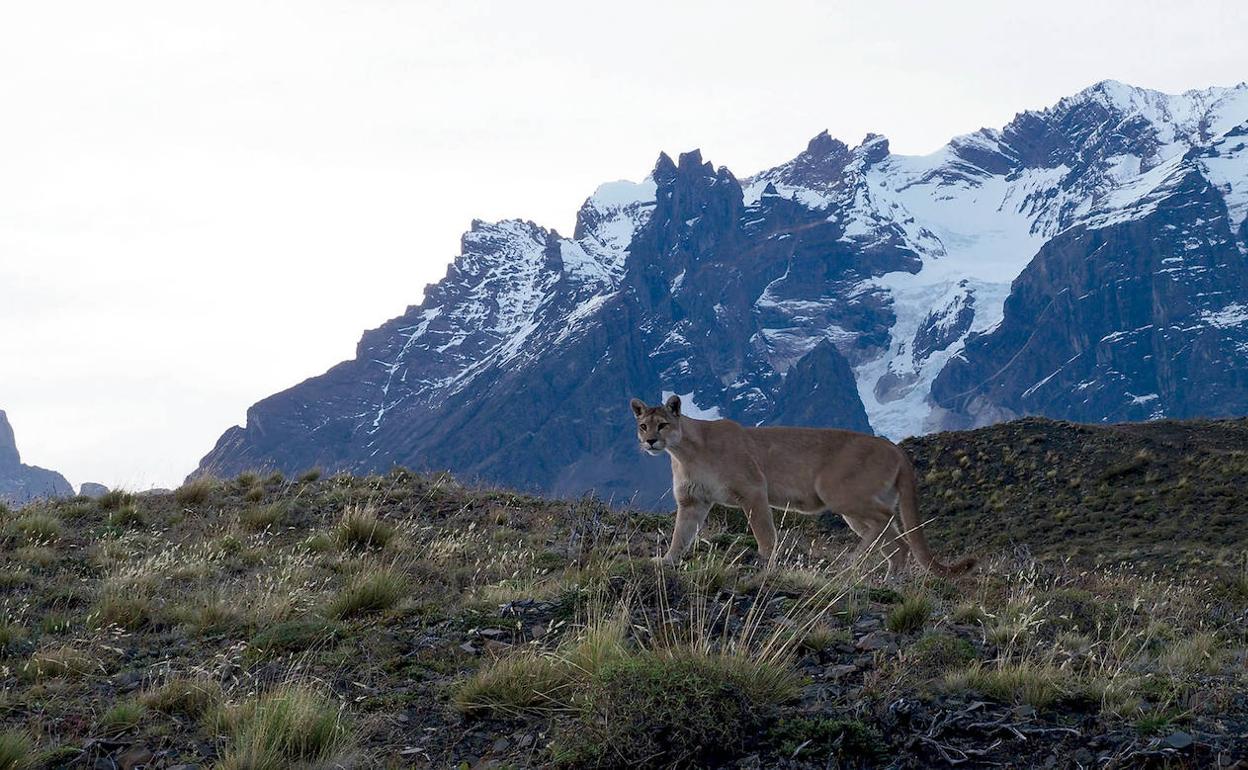 Imagen de la película documental 'Panteras', cuyo estreno mundial marcará el inicio de la quinta edición de la SICS