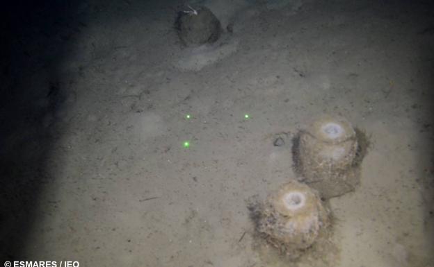 Descubierto un campo de esponjas profundas frente a la bahía de Santander