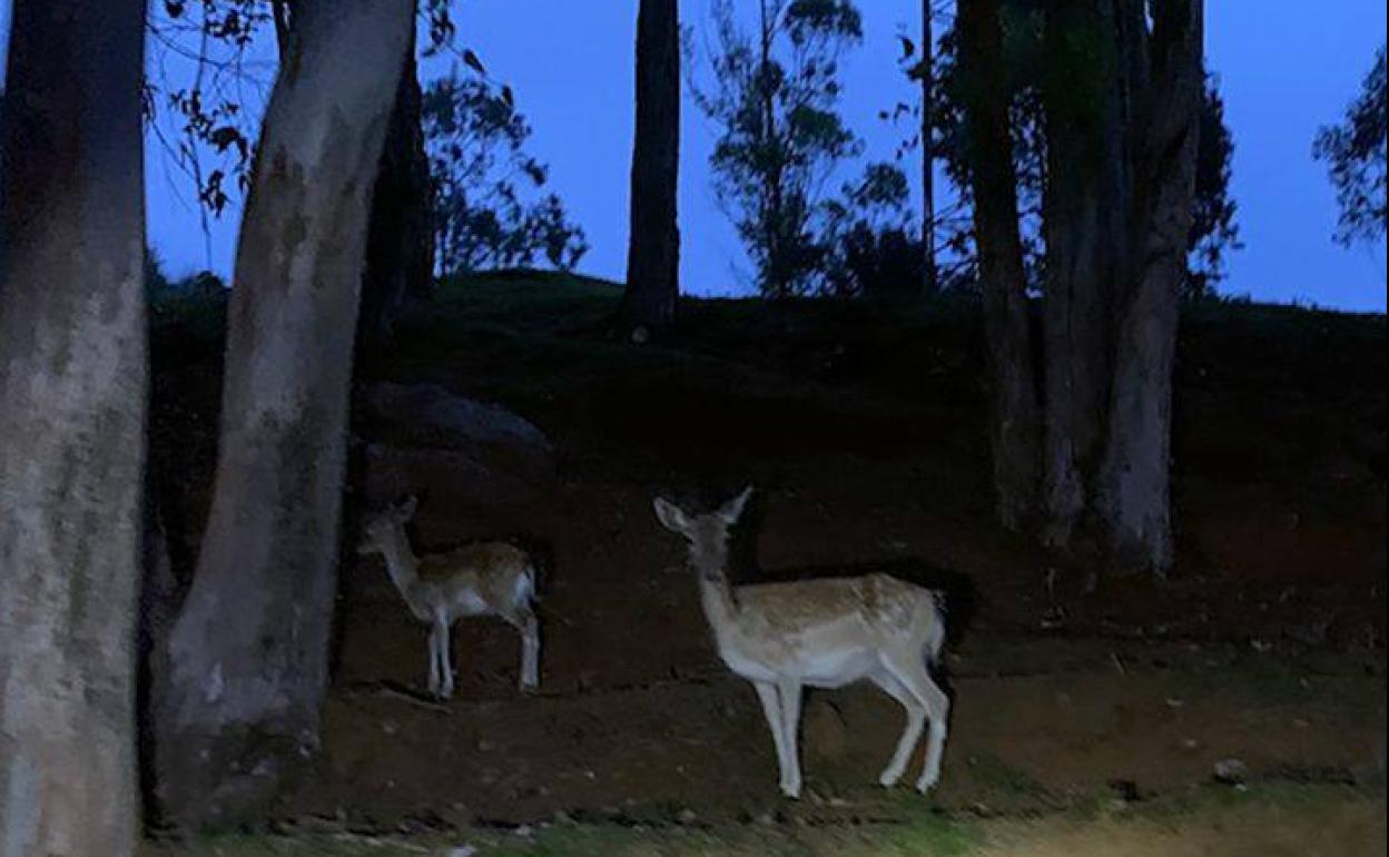 Recinto de la fauna ibérica, por la noche.