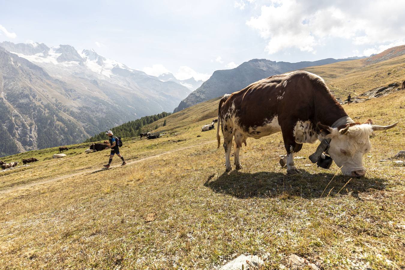 Es una de las carreras más emblemáticas del mundo del ultra trail por sus 330 kilómetros y 24.000 metros de desnivel positivo que recorre el valle italiano de Aosta. Bautizada por sus creadores como la Carrera de los Gigantes, presenta un extraordinario itinerario por las Vias Altas nº1 y 2 que recorren la falda de grandes cimas como el Mont Blanc, el Cervino, el Monte Rosa y el Gran Paradiso, atravesando hasta 25 collados por encima de los 2.000m de altitud. 