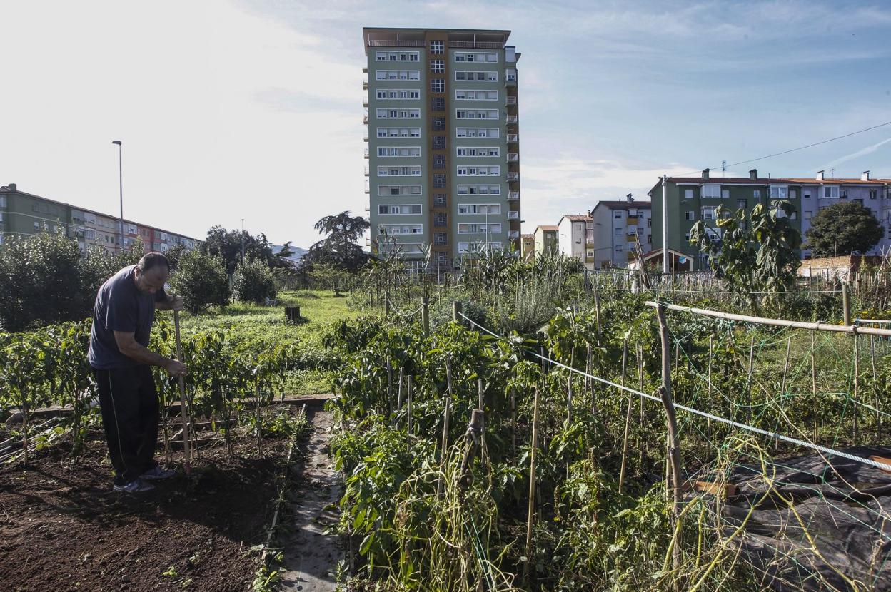 Un vecino trabaja en uno de los huertos urbanos y sostenibles ubicado en la finca de Mies de Vega. 